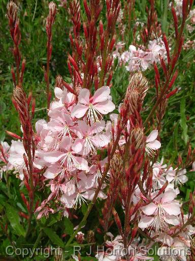 Gaura pink_2 